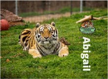 Load image into Gallery viewer, Abigail Tiger Photo Magnet