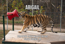 Load image into Gallery viewer, Abigail Tiger Photo Magnet