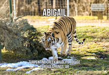 Load image into Gallery viewer, Abigail Tiger Photo Magnet