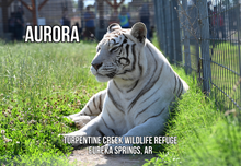 Load image into Gallery viewer, Aurora Tiger Photo Magnet