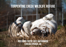 Load image into Gallery viewer, Blackfire Tiger Photo Magnet