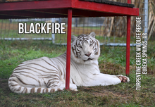 Load image into Gallery viewer, Blackfire Tiger Photo Magnet