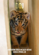 Load image into Gallery viewer, DOJ Tiger Photo Magnet