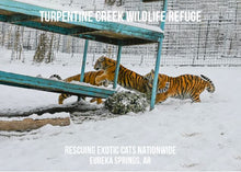 Load image into Gallery viewer, DOJ Tiger Photo Magnet