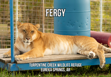 Load image into Gallery viewer, Fergy Liger Photo Magnet