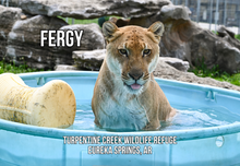 Load image into Gallery viewer, Fergy Liger Photo Magnet