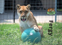 Load image into Gallery viewer, Fergy Liger Photo Magnet