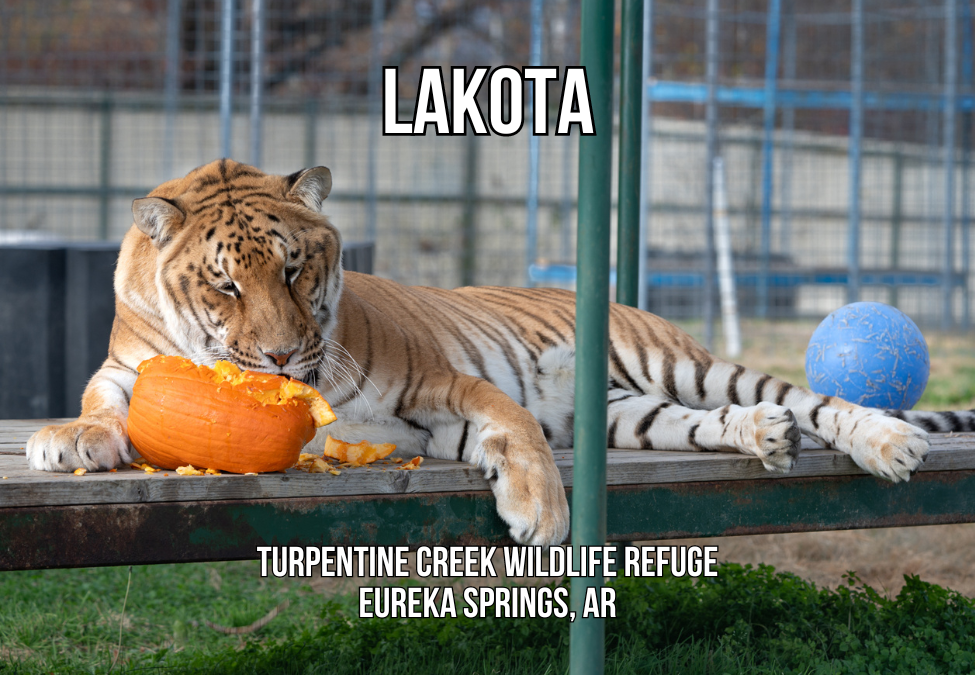 Lakota TiLiger Photo Magnet – Turpentine Creek Wildlife Refuge