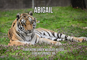 Abigail Tiger Photo Magnet