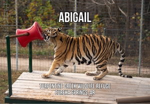 Abigail Tiger Photo Magnet