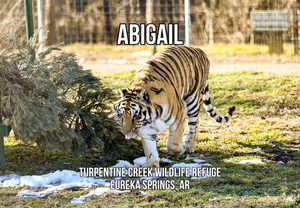 Abigail Tiger Photo Magnet