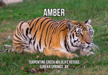 Load image into Gallery viewer, Amber Tiger Photo Magnet
