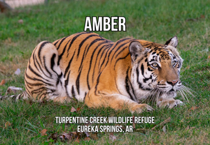 Amber Tiger Photo Magnet