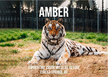 Load image into Gallery viewer, Amber Tiger Photo Magnet
