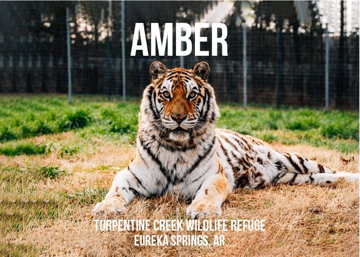 Amber Tiger Photo Magnet