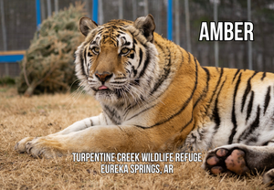 Amber Tiger Photo Magnet