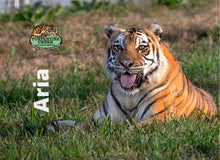 Load image into Gallery viewer, Aria Tiger Photo Magnet
