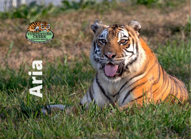 Aria Tiger Photo Magnet