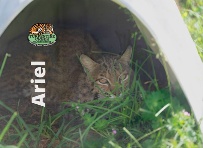 Ariel Bobcat Photo Magnet