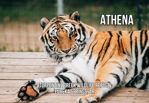 Athena Tiger Photo Magnet