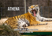 Load image into Gallery viewer, Athena Tiger Photo Magnet
