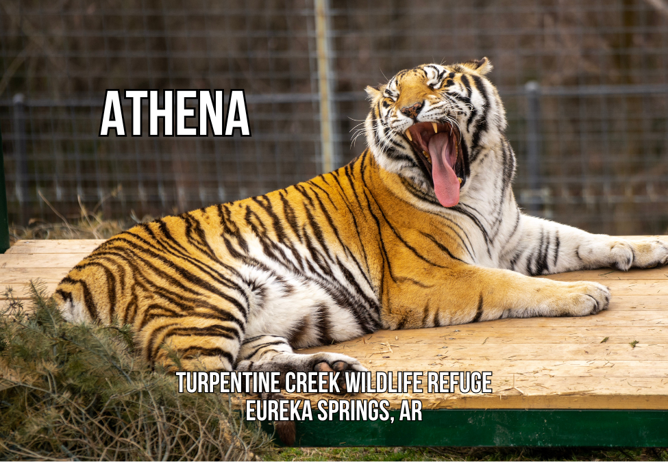 Athena Tiger Photo Magnet