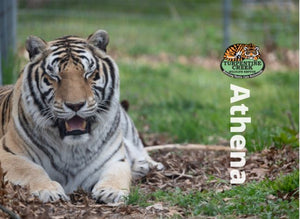 Athena Tiger Photo Magnet