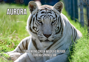 Aurora Tiger Photo Magnet