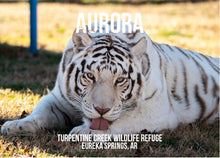 Load image into Gallery viewer, Aurora Tiger Photo Magnet
