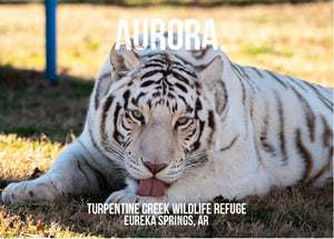 Aurora Tiger Photo Magnet