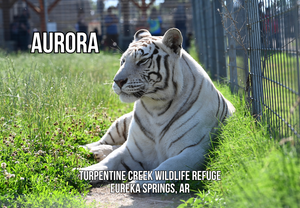 Aurora Tiger Photo Magnet