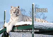 Load image into Gallery viewer, Aurora Tiger Photo Magnet
