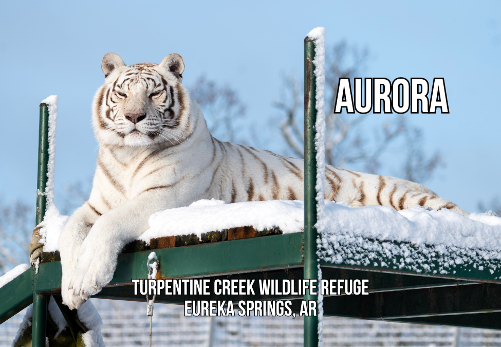 Aurora Tiger Photo Magnet