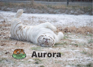 Aurora Tiger Photo Magnet