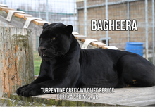 Load image into Gallery viewer, Bagheera Jaguar Photo Magnet
