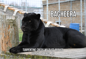 Bagheera Jaguar Photo Magnet