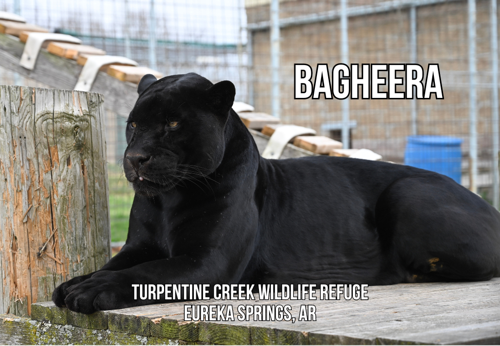 Bagheera Jaguar Photo Magnet