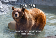 Load image into Gallery viewer, Bam Bam Bear Photo Magnet
