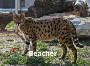 Beacher Savannah Photo Magnet