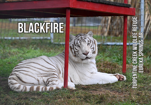 Blackfire Tiger Photo Magnet