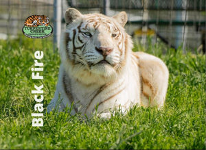 Blackfire Tiger Photo Magnet