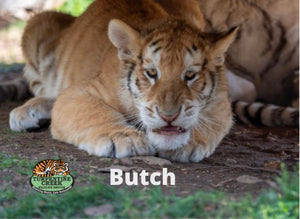 Butch Tiger Photo Magnet