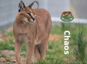 Chaos Caracal Photo Magnet