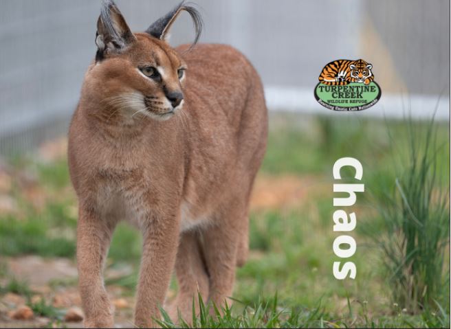 Chaos Caracal Photo Magnet