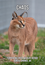 Load image into Gallery viewer, Chaos Caracal Photo Magnet
