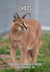 Chaos Caracal Photo Magnet