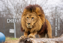 Load image into Gallery viewer, Chief Lion Photo Magnet
