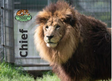 Load image into Gallery viewer, Chief Lion Photo Magnet
