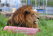 Load image into Gallery viewer, Chief Lion Photo Magnet
