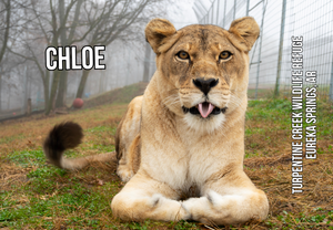 Chloe Lion Photo Magnet